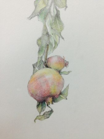 石榴の赤い実が1つついた木の枝を三菱鉛筆uniと水彩色鉛筆で描いた習作。